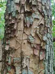 Guarea glabra excelsa
