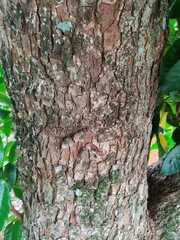 Guarea glabra excelsa