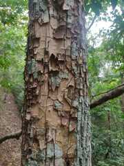 Guarea glabra excelsa