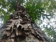 Guarea glabra excelsa