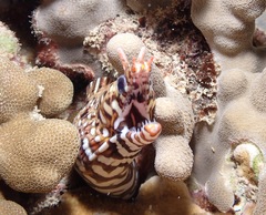 Enchelycore pardalis