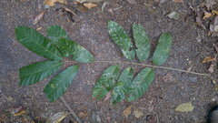 Guarea glabra excelsa