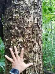 Guarea glabra excelsa