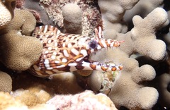 Enchelycore pardalis