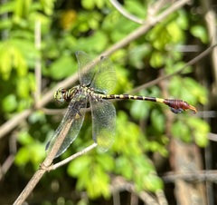 Paragomphus elpidius