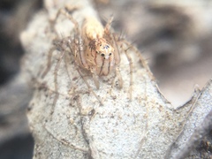 Oxyopes aglossus