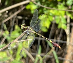 Paragomphus elpidius