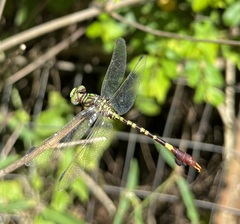 Paragomphus elpidius