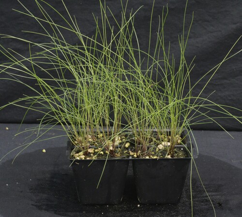 Image of Festuca ammobia by (c) Gabriel Campbell-Martinez, some rights reserved (CC BY)