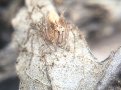 Oxyopes aglossus
