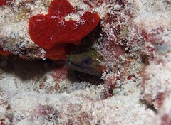 Gymnothorax undulatus