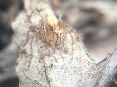 Oxyopes aglossus
