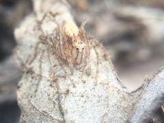Oxyopes aglossus