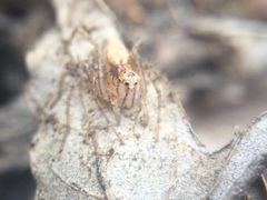 Oxyopes aglossus