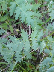 Eucrypta chrysanthemifolia