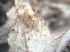 Oxyopes aglossus