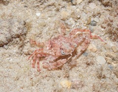 Xiphonectes longispinosus