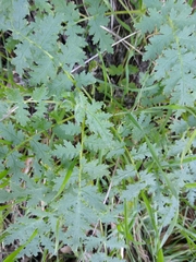 Eucrypta chrysanthemifolia