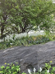 Ornithogalum nutans