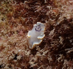 Ardeadoris scottjohnsoni