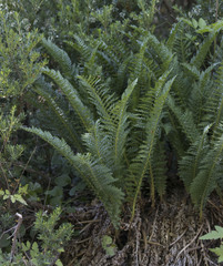Polystichum plicatum