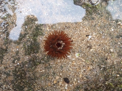 Actinia