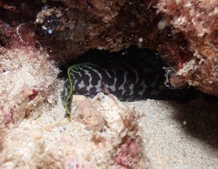 Gymnothorax undulatus