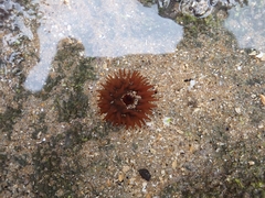 Actinia