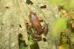 Leucostethus fraterdanieli