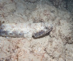 Saurida gracilis