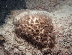 Palythoa tuberculosa