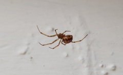 Steatoda triangulosa