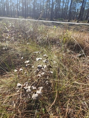Baptisia simplicifolia