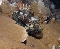 Dendrochirus barberi