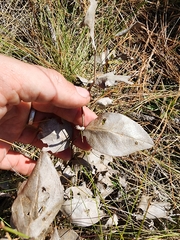 Baptisia simplicifolia
