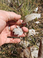 Baptisia simplicifolia
