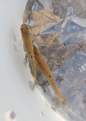 Rhinichthys atratulus