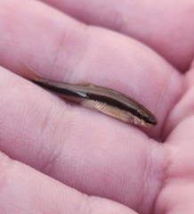 Rhinichthys atratulus