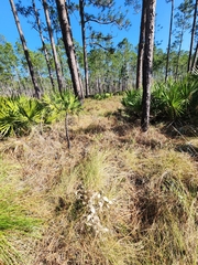 Baptisia simplicifolia