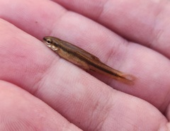 Rhinichthys atratulus