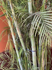 Dypsis