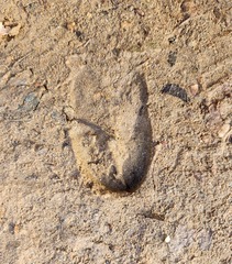 Odocoileus virginianus