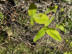 Oemleria cerasiformis