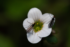 Rhamphomyia