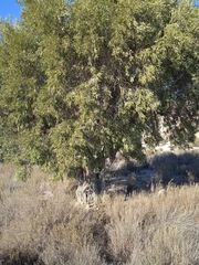 Olea europaea europaea