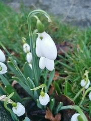 Galanthus