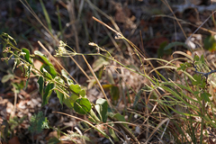 Falcaria vulgaris