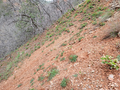 Lomatium