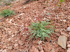 Lomatium