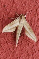 Xylophanes tersa